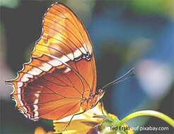 Orangefarbener Schmetterling sitzt auf Blume